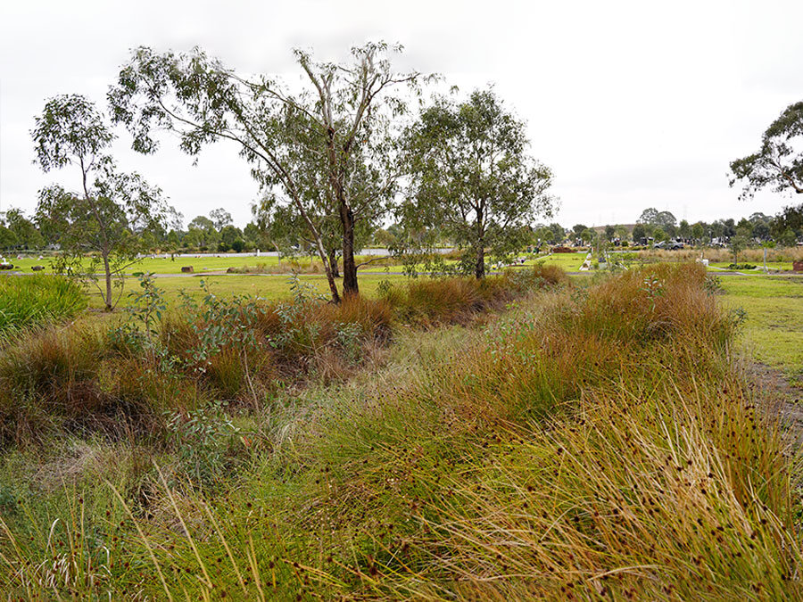 Snow Gum A – WSUD-Integrated Burial Landscape