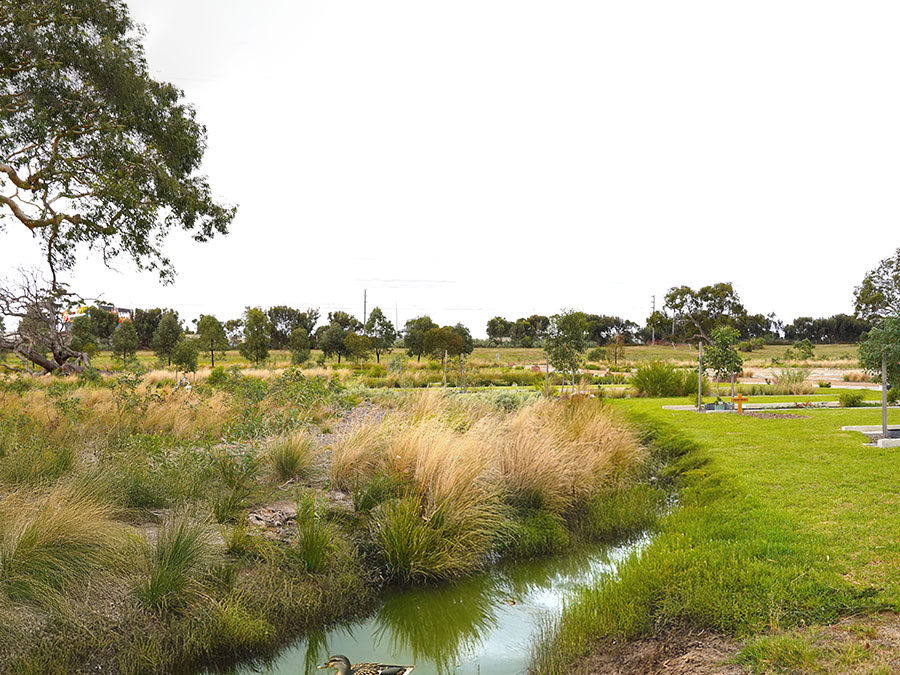 Snow Gum B – Self-Sustaining Memorial Landscape