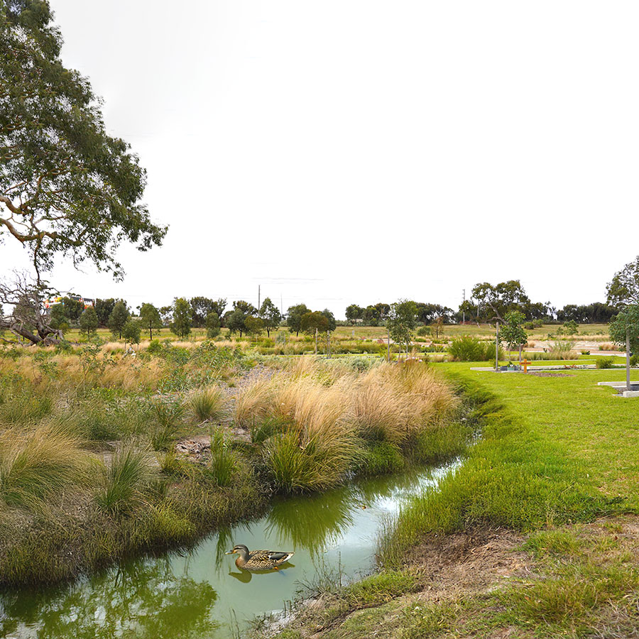 Snow Gum B – Self-Sustaining Memorial Landscape
